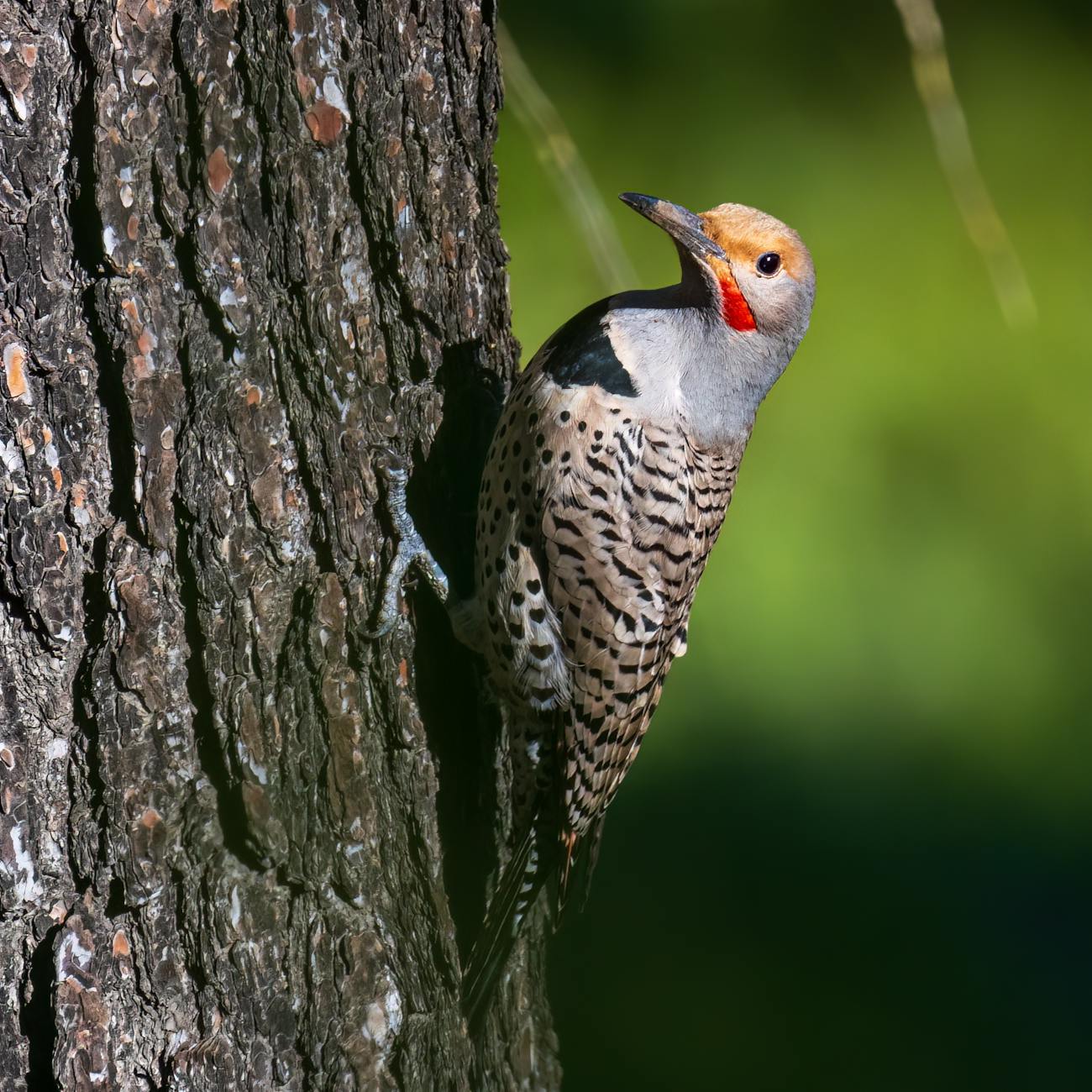 close up of a northern flicker bird